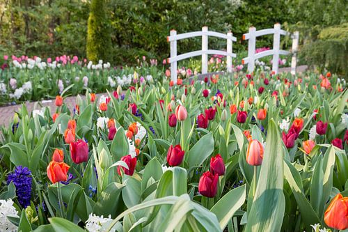 Different colored tulips with little white wooden bridge