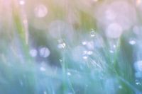 Grass pastel