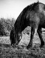Le cheval Konik