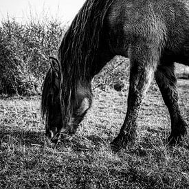 Le cheval Konik sur Amber van der Velden