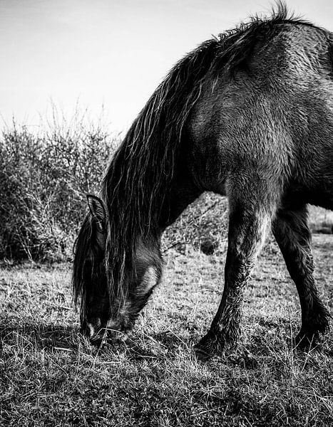 Le cheval Konik par Amber van der Velden