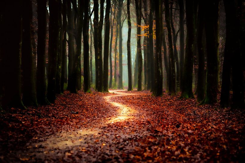 Deep forest by Alex Buijs