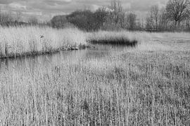 Natuur van Kuifje-fotografie