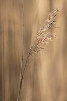 Koren in de avondzon  | landelijke natuurfoto