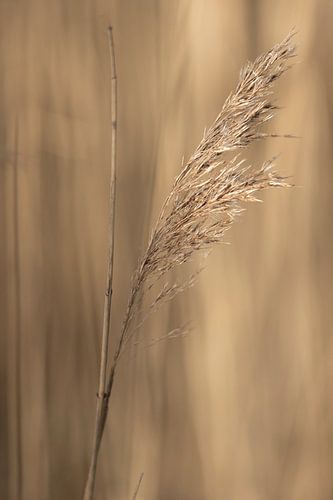 Koren in de avondzon  | landelijke natuurfoto