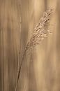 Koren in de avondzon  | landelijke natuurfoto van Karijn | Fine art Natuur en Reis Fotografie thumbnail