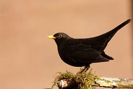 Black Bird by DroomGans