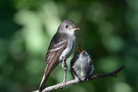 Östlicher Waldlaubsänger mit hungrigem Jungtier