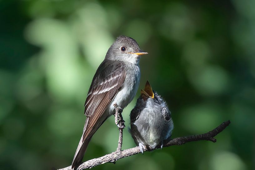 Fauvette des forêts de l'Est avec un petit affamé par Tim Emmerzaal