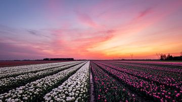 Coucher de soleil sur les tulipes sur Jeroen Linnenkamp