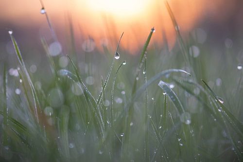 sunrise over the meadow