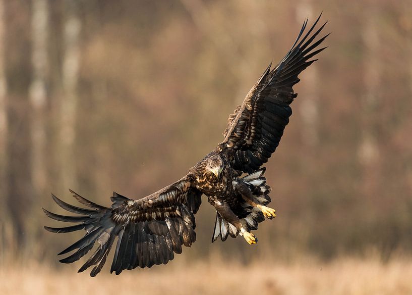 Here I come! by Robert Kok