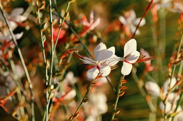 Grass lilies by Violetta Honkisz