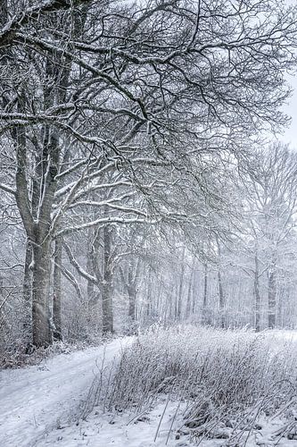 Winter in Twente von Frans Nijland