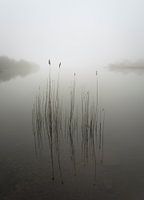 Reeds in the mist
