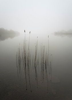 Schilf im Nebel