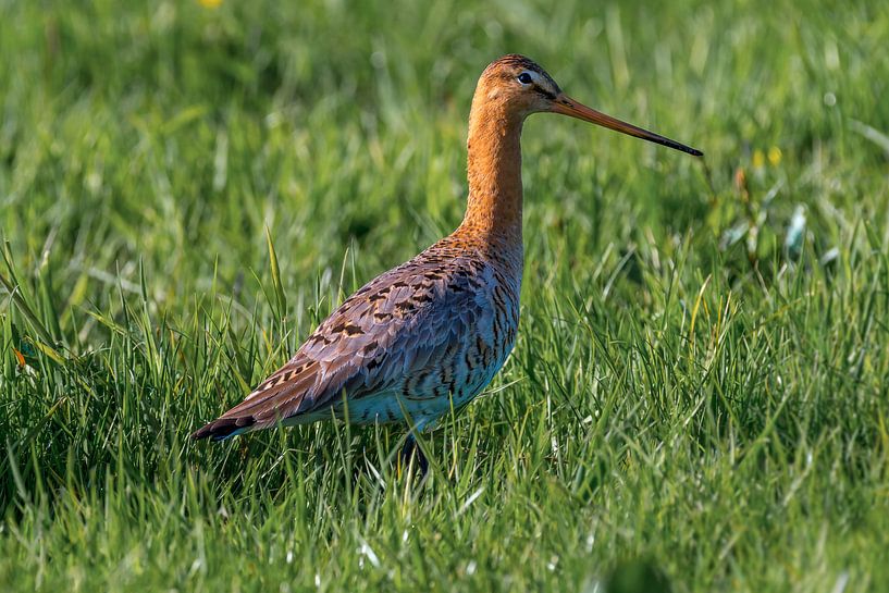 Grutto van Andrea de Vries