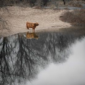 The pensive Scottish Highlander by Martijn Koevoets