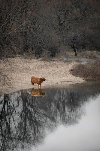 De peinzende schotse hooglander