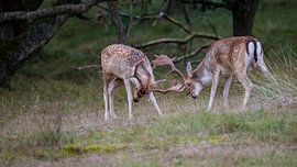 Animal photography - Bronzed fallow deer... by Bert v.d. Kraats Fotografie