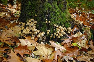 Magische Herbstkomposition bei Hoenderloo