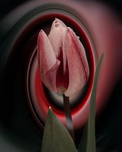 Tulp art van Saskia Schotanus