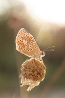 blauwtje in de ochtendzon