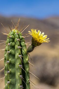 Fleur de cactus sur Joost Potma