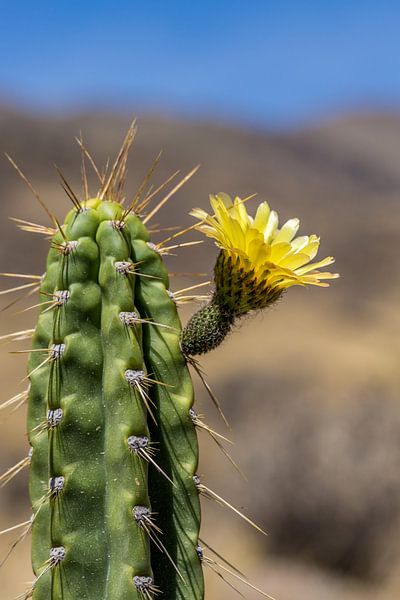 Fleur de cactus par Joost Potma