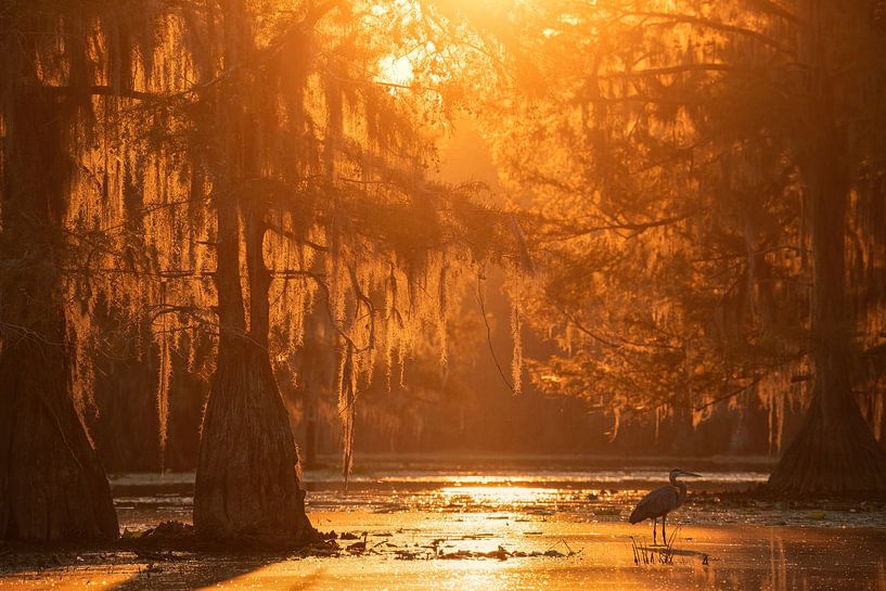 The swamp waking up by Martin Podt
