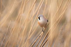 The Acrobat of the Reeds by Ruben Van Dijk