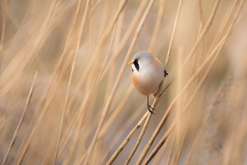 De Acrobaat van het Riet van Ruben Van Dijk