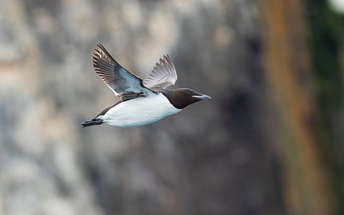 Guillemot de Troïl en vol