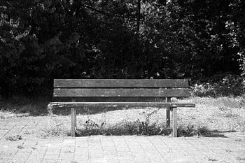 Discover nature in a wooded area in Emsland, Lower Saxony, Germany