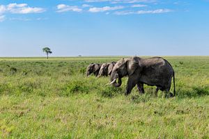 Drei Elefanten in Afrika