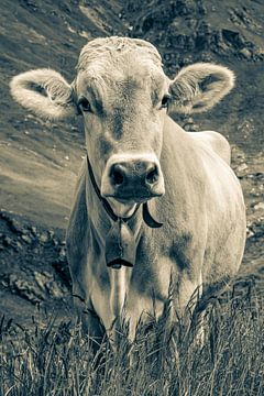 Kuh auf der Alm in der Schweiz - Monochrom von Werner Dieterich