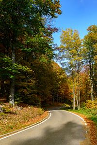 Straße durch einen Wald mit verschiedenen Herbstfarben von Sjoerd van der Wal Fotografie