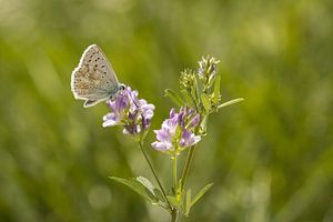 Vlinder op bloem 3