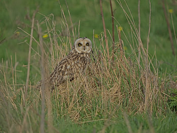 Short-eared owl in the field