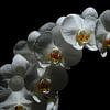 orchidee von Ger Nielen