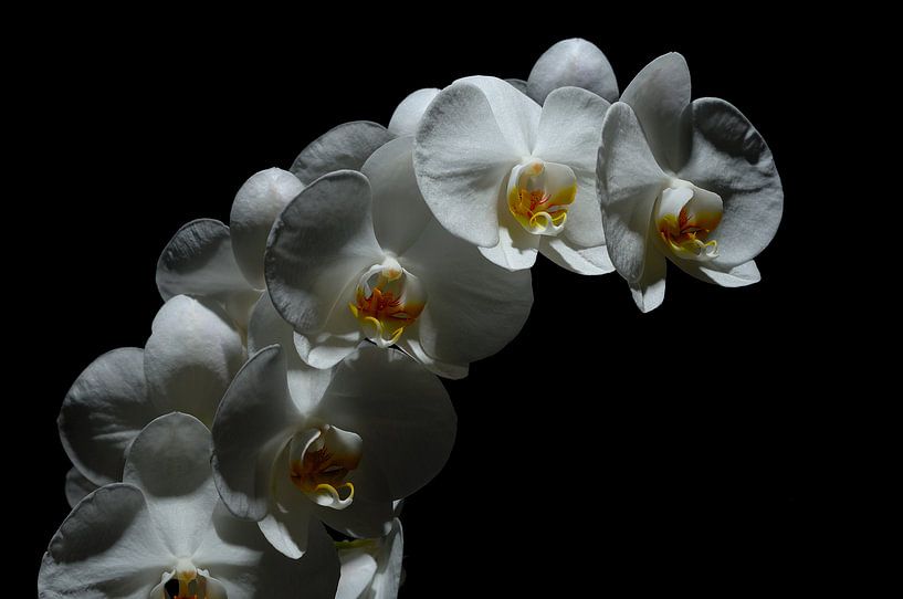 orchidee by Ger Nielen