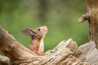 With the nose in the wind