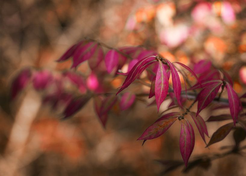 Autumn Colours by Jos Reimering