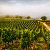 Wijngaard