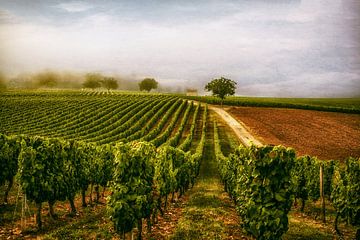 Weingut Südfrankreich von Lars van de Goor