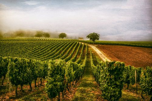 Le vignoble sur Lars van de Goor