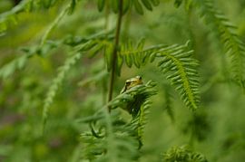 Boomkikkertje tussen het varenblad. van Yvonne van der Meij