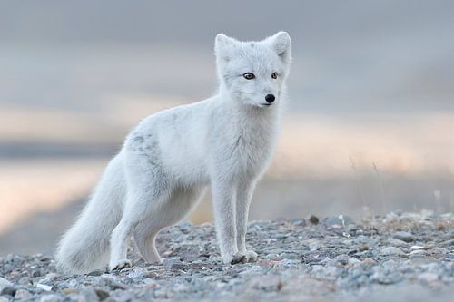 Polarfuchs