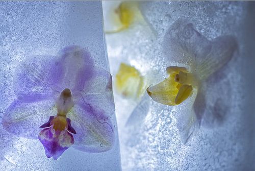 Bevroren schoonheid 02