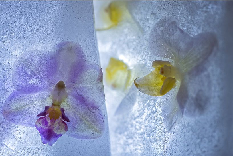 Frozen beauty 02 by Nathalie De Saegher